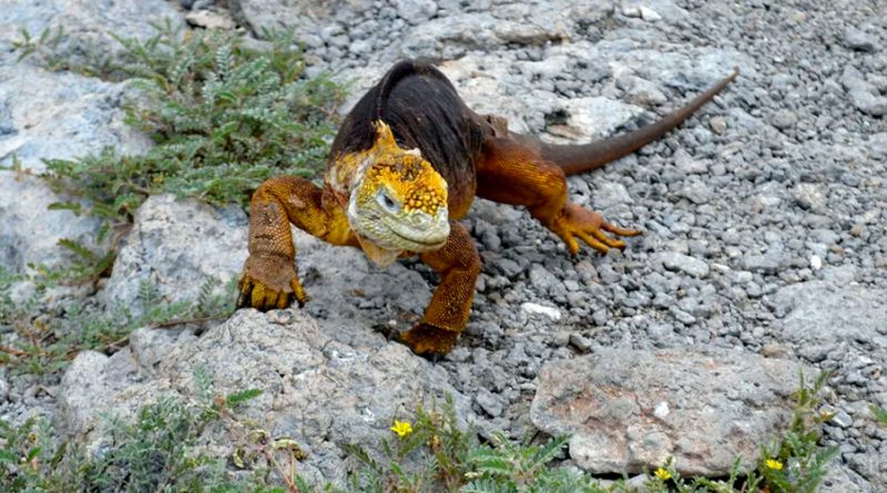Galápagos: hay 46,000 iguanas amarillas en isla deshabitada