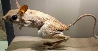 Músculos como los de The Flash observados en patas de ratón