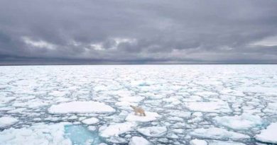Los residuos plásticos llegan al Ártico procedentes de todo el mundo