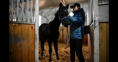 Presentan en China el primer caballo 'pura sangre' clonado en ese país