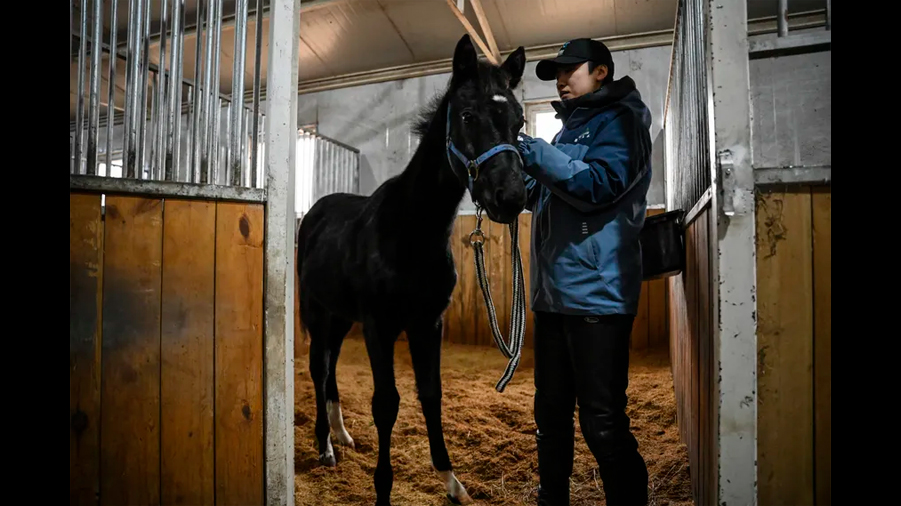 Presentan en China el primer caballo 'pura sangre' clonado en ese país