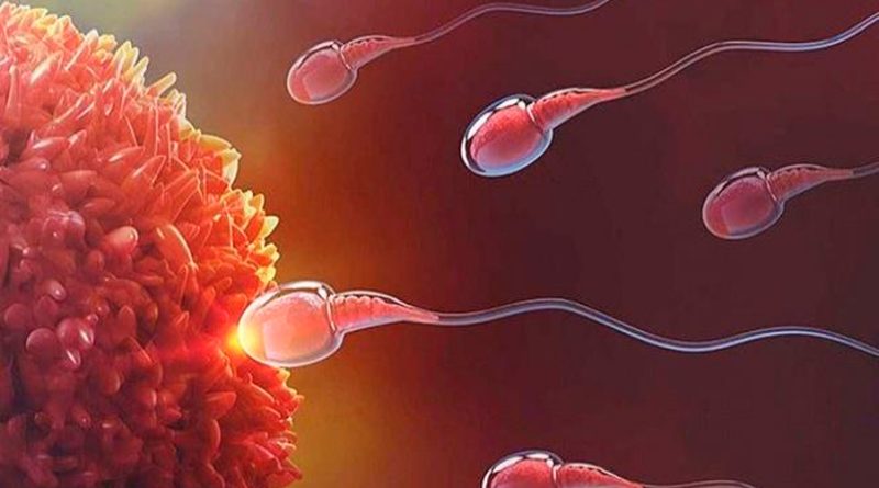 El esperma congelado logra mismos resultados in vitro que el semen fresco