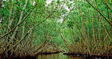 Investigan alternativas para proteger manglares y pastos marinos en el Golfo de México
