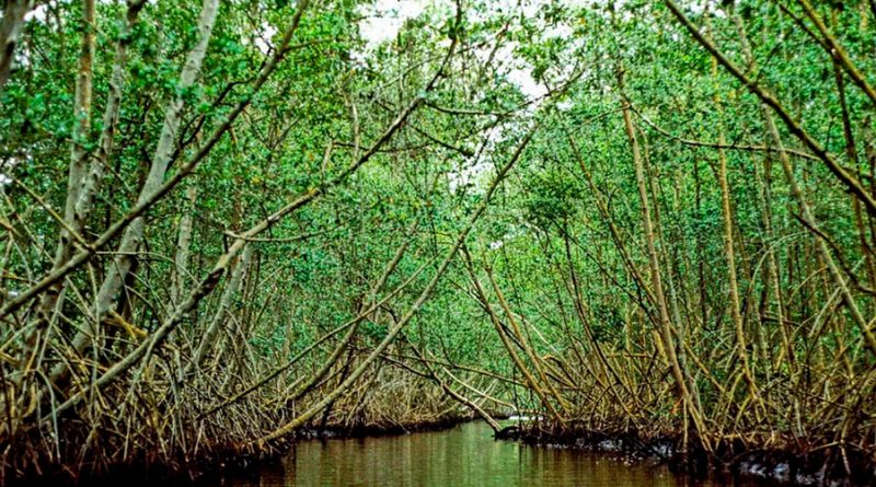 Investigan alternativas para proteger manglares y pastos marinos en el Golfo de México