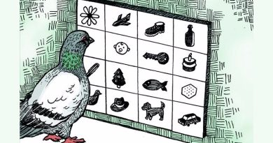 Las palomas comparten proceso mental con la inteligencia artificial