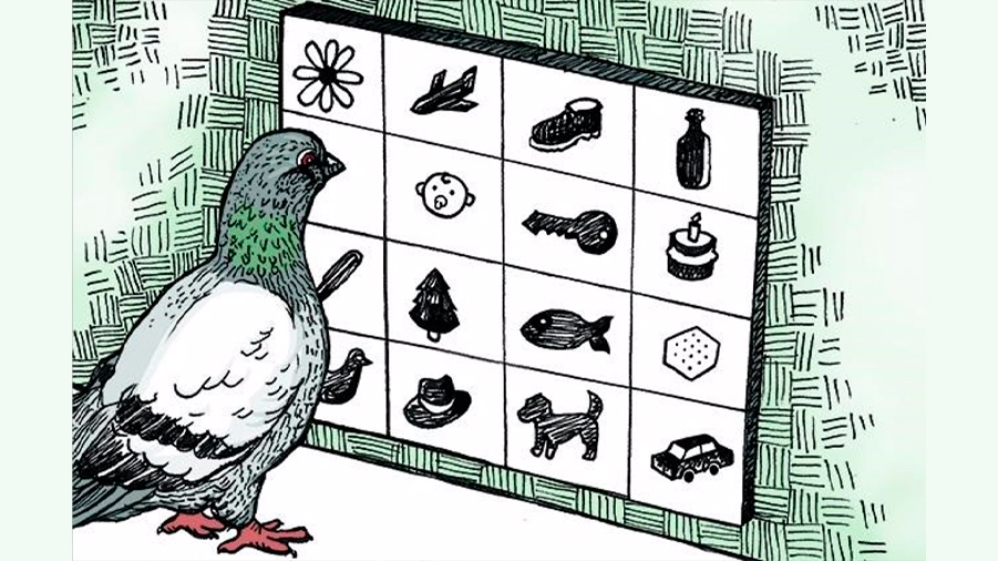 Las palomas comparten proceso mental con la inteligencia artificial