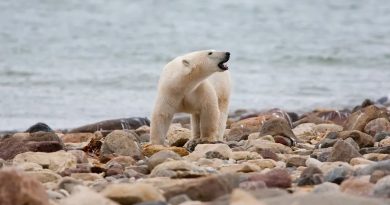 Osos polares del norte de Canadá mueren a ritmo acelerado