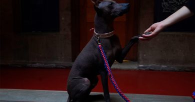 Los xolos: Los perros sagrados mexicanos que sirven de compañeros y guías