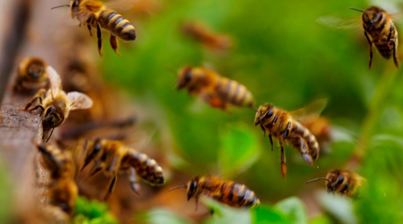 Científicos de China y EU revelan causa de mortalidad de abejas por frío