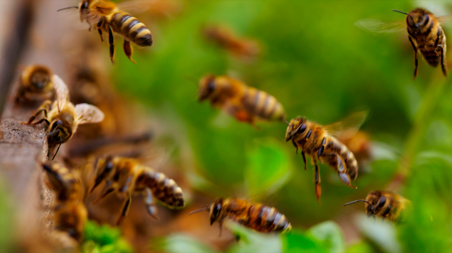 Científicos de China y EU revelan causa de mortalidad de abejas por frío