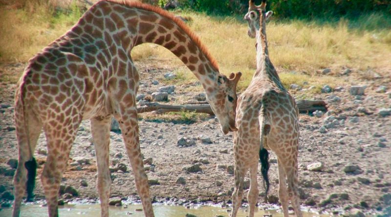 Orina, feromonas y un suave codazo: así es el cortejo entre jirafas
