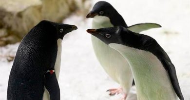 Científicos describen al pingüino más grande que ha existido