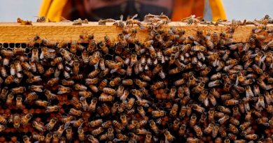 Prueban en España una vacuna para mitigar el declive de las abejas
