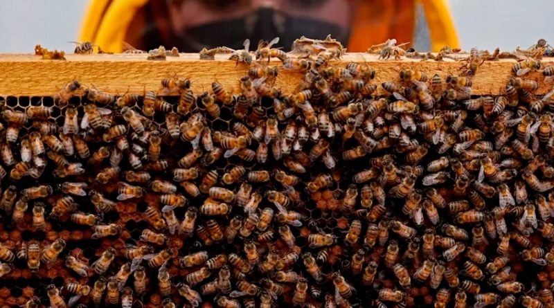 Prueban en España una vacuna para mitigar el declive de las abejas