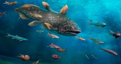 Fauna marina se recuperó un millón de años después de la 'gran extinción'