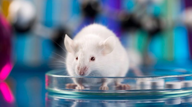 Descubren que un cambio en la función cerebral contribuye a la obesidad en ratones