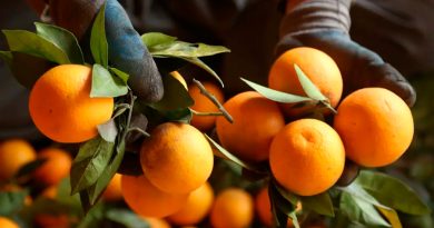 Elaboran un potencial biocombustible a partir de piel de naranja