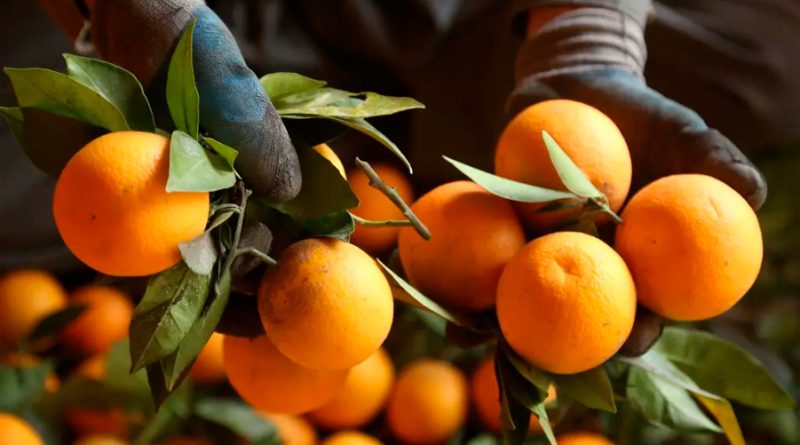 Elaboran un potencial biocombustible a partir de piel de naranja