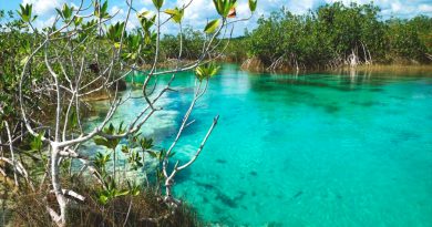 Jóvenes restauran manglares rojos en el lago de los siete colores de México