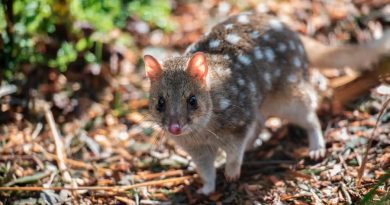 Un marsupial australiano, en peligro de extinción por tener mucho sexo y dormir poco