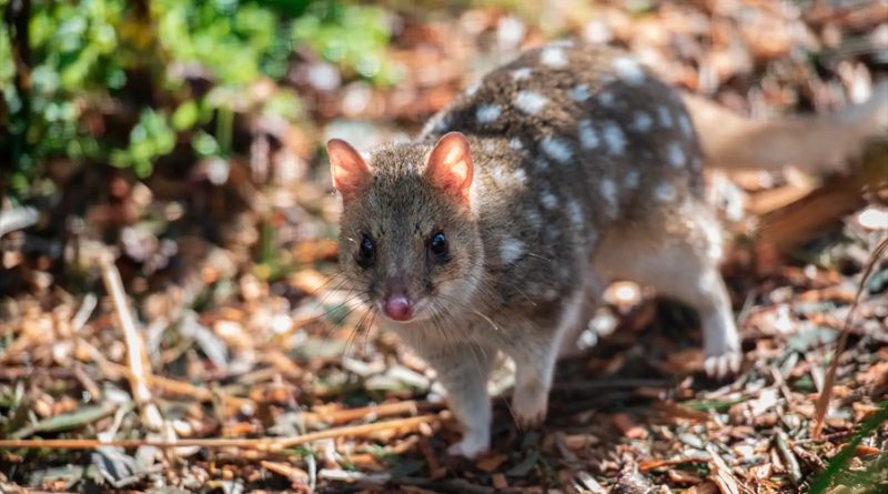 Un marsupial australiano, en peligro de extinción por tener mucho sexo y dormir poco