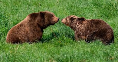 Descubren que los osos utilizan señales visuales para comunicarse entre sí