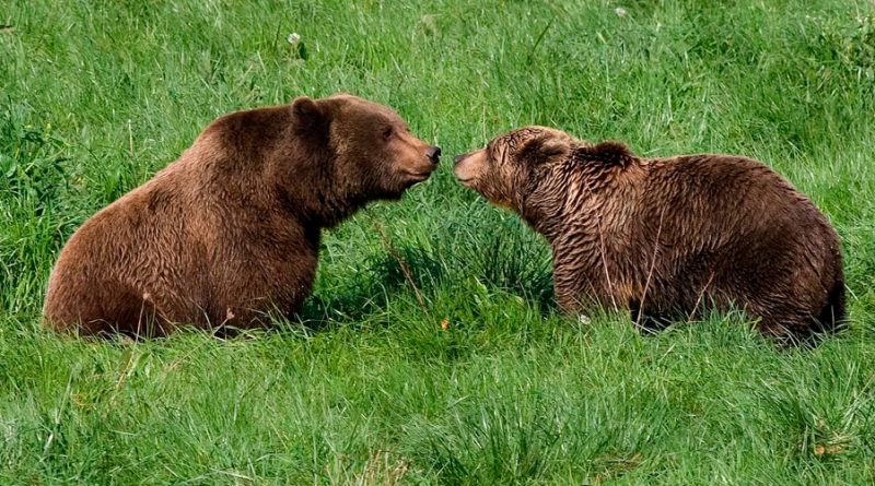 Descubren que los osos utilizan señales visuales para comunicarse entre sí