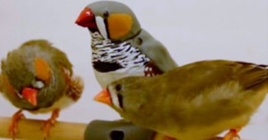 Logran que un pájaro robot enseñe a cantar a pinzones cebra