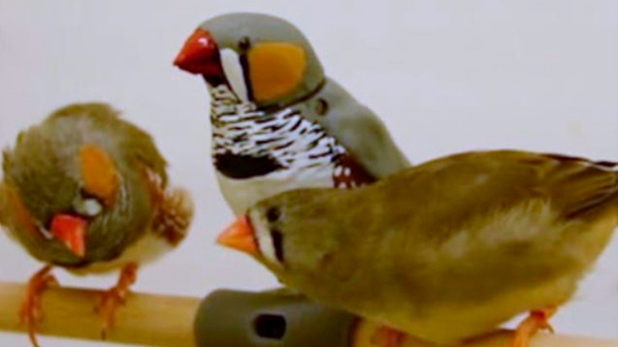 Logran que un pájaro robot enseñe a cantar a pinzones cebra