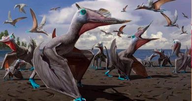 Los pterosaurios dominaron los cielos 115 millones de años