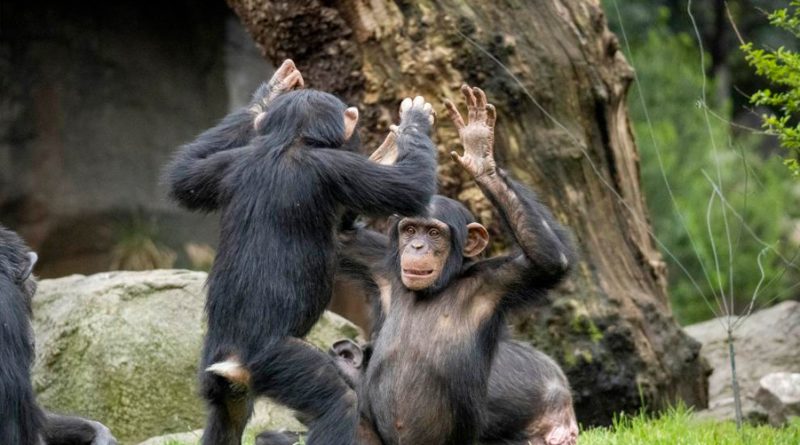Los secretos del apretón de manos entre chimpancés al acicalarse