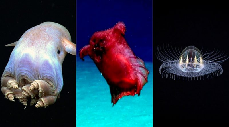 Extrañas criaturas marinas que han sido avistadas en los últimos años