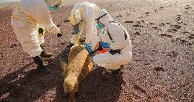 Muerte masiva de lobos marinos por gripe aviar sugiere que el virus puede estar saltando entre mamíferos