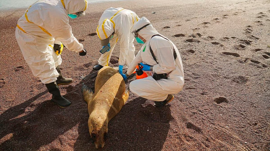 Muerte masiva de lobos marinos por gripe aviar sugiere que el virus puede estar saltando entre mamíferos