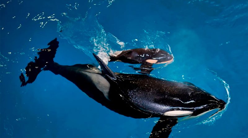 El sacrificio 'de por vida' que hacen las orcas madre por sus crías