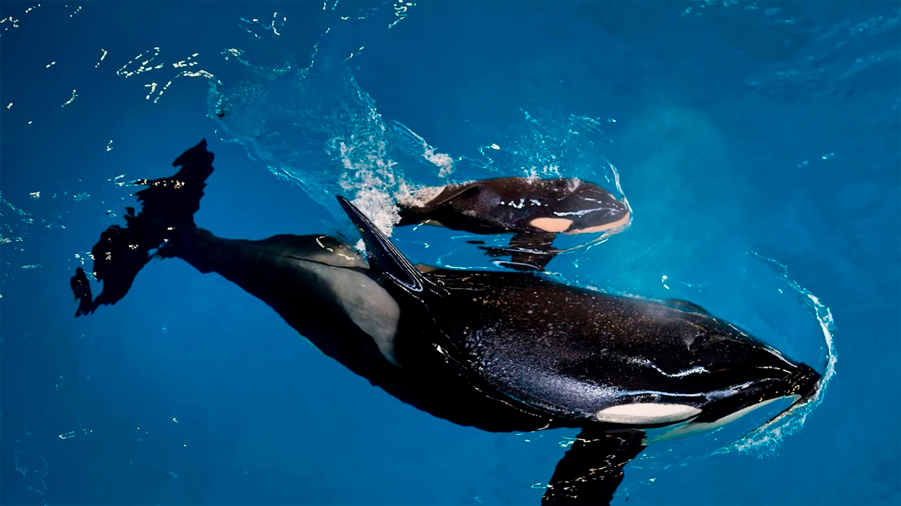 El sacrificio 'de por vida' que hacen las orcas madre por sus crías
