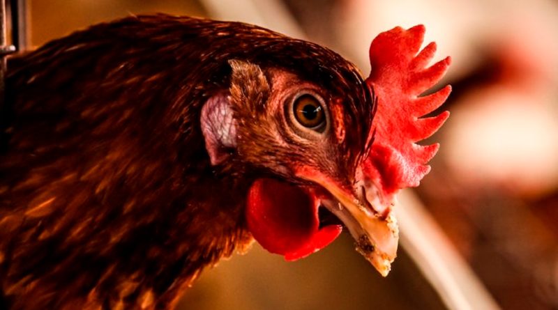 Qué sabemos de la gripe aviar: la enfermedad zoonótica que podría ocasionar la siguiente pandemia