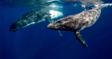Las ballenas cambian el canto por la lucha para competir por el amor