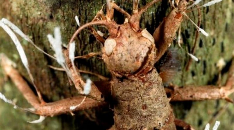 Cordyceps: el hongo mortífero que ataca a los animales en México hasta convertirlos en zombies