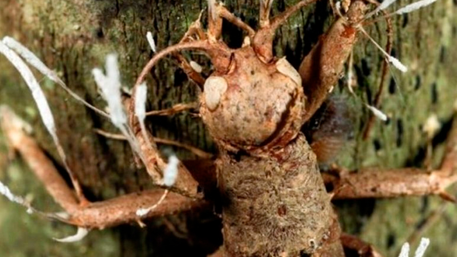 Cordyceps: el hongo mortífero que ataca a los animales en México hasta convertirlos en zombies