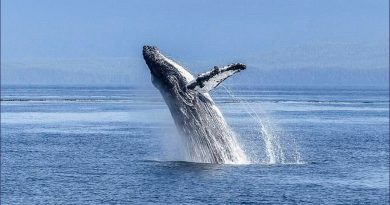 Descubren una nueva especie de ballena, pero ya está en vía de extinción