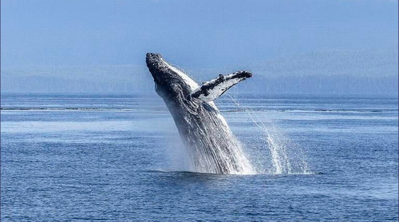 Descubren una nueva especie de ballena, pero ya está en vía de extinción