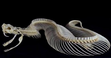 Las serpientes cambian los dientes de forma única entre los reptiles