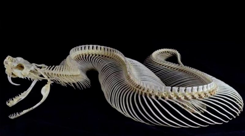 Las serpientes cambian los dientes de forma única entre los reptiles