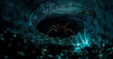 Siete nuevas especies de araña descubiertas en cuevas de Israel