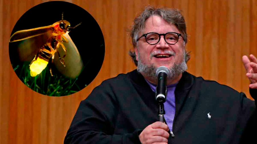 Nuevas especies de luciérnagas son nombradas como Guillermo del Toro, Juan Rulfo y Frida Kahlo