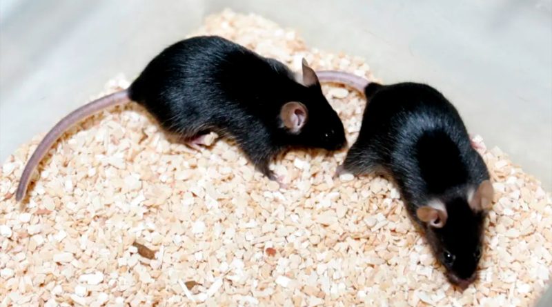 Un anticonceptivo masculino tiene resultados prometedores en ratones