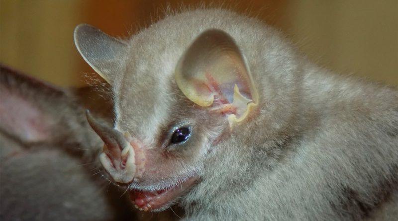 Descubren nueva especie de murciélago en un parque natural en Cali