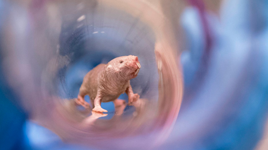 La 'eterna' fertilidad de las ratas topos desnudas podría ayudar a vencer diversas enfermedades humanas