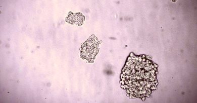 ¿Embriones sintéticos y células madre? ¡Ciencia ficción traída a la realidad!
